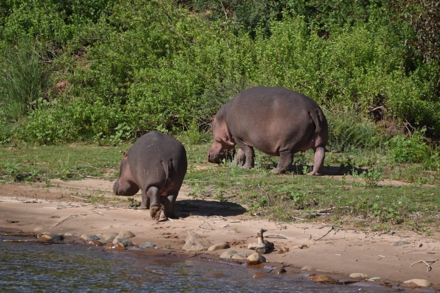 0 Bedroom Property for Sale in Elephant Rock Eco Estate Limpopo