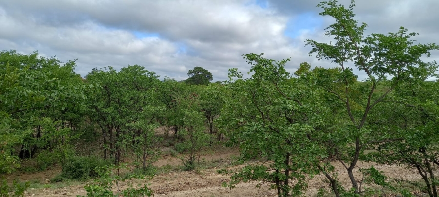 0 Bedroom Property for Sale in Musina Limpopo