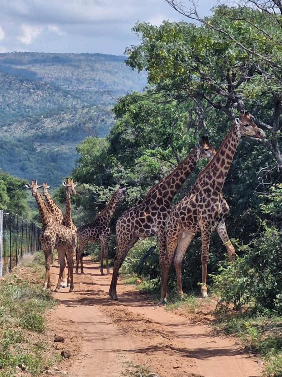 3 Bedroom Property for Sale in Leeupoort Limpopo