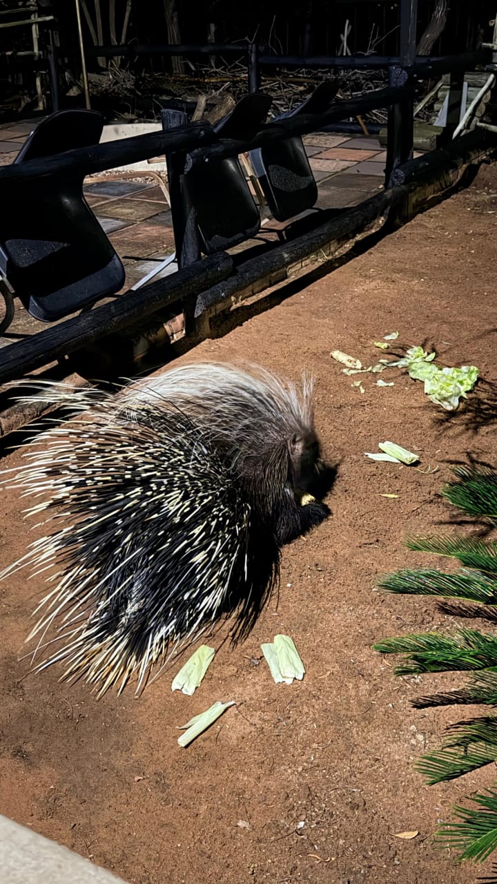 3 Bedroom Property for Sale in Leeupoort Limpopo