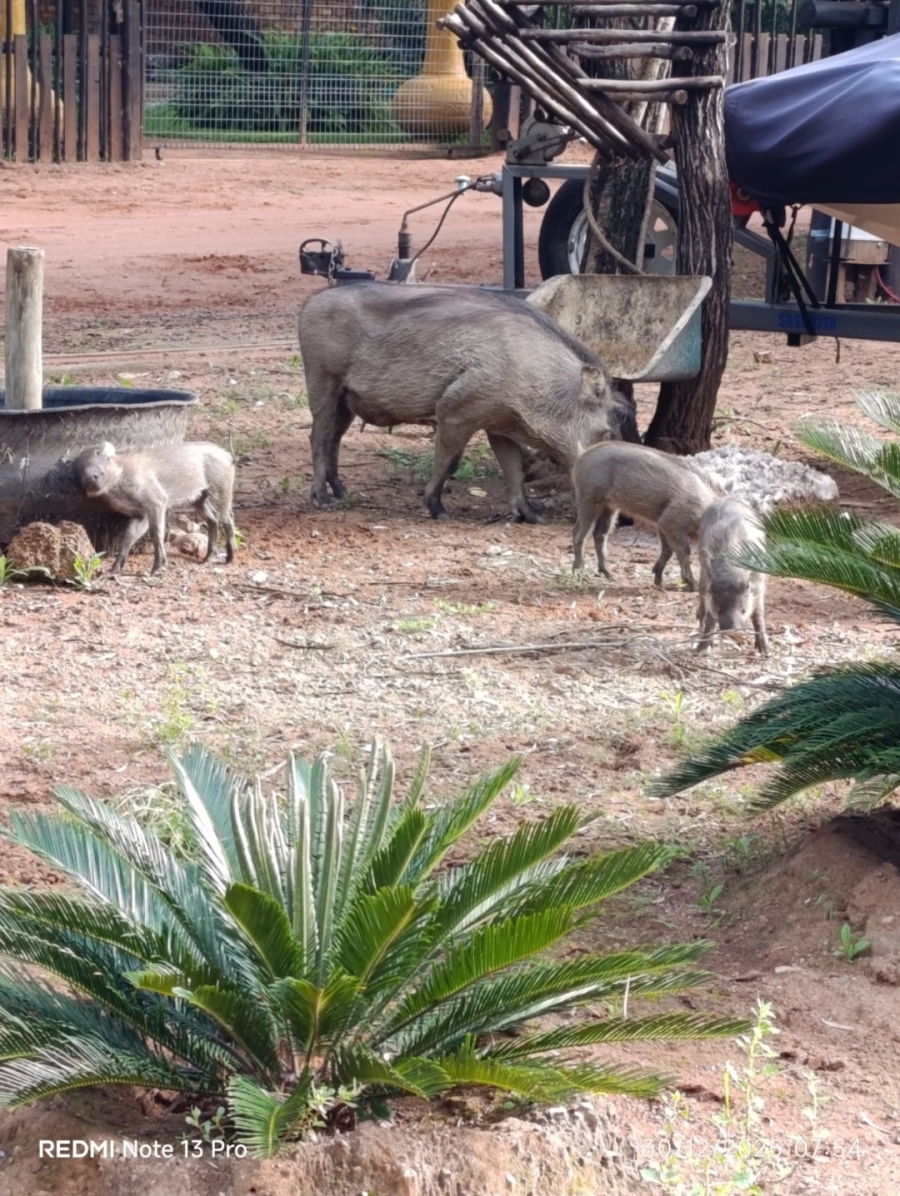 3 Bedroom Property for Sale in Leeupoort Limpopo