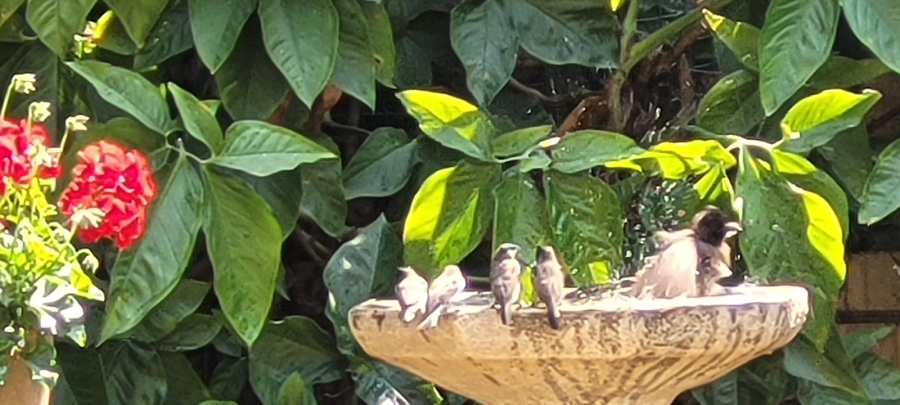 3 Bedroom Property for Sale in Bela Bela Limpopo