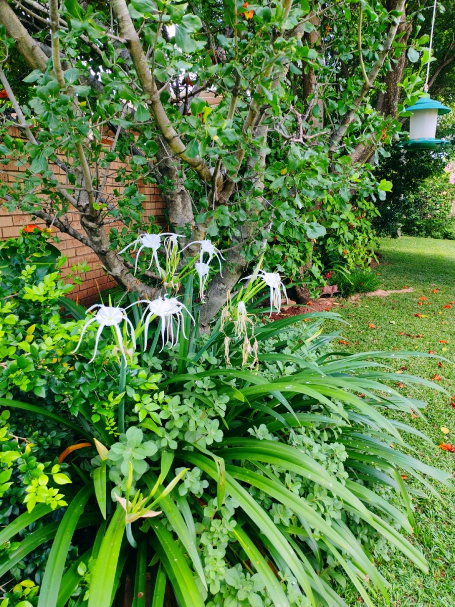 3 Bedroom Property for Sale in Bela Bela Limpopo