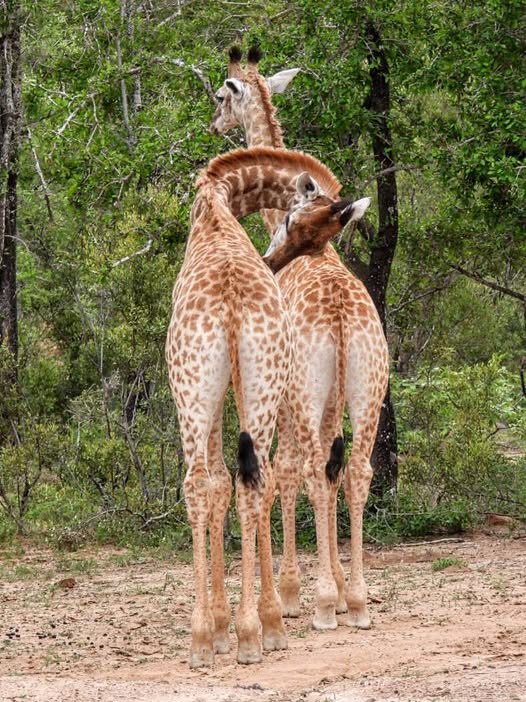 Commercial Property for Sale in Leeupoort Limpopo