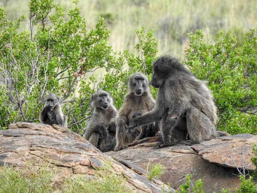 Commercial Property for Sale in Leeupoort Limpopo