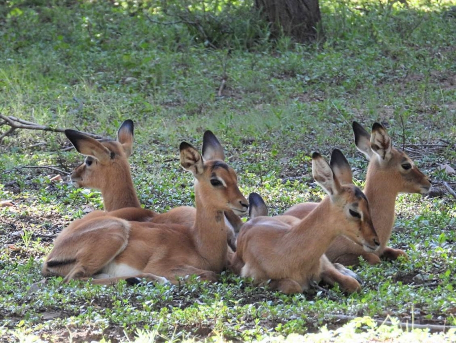 Commercial Property for Sale in Leeupoort Limpopo