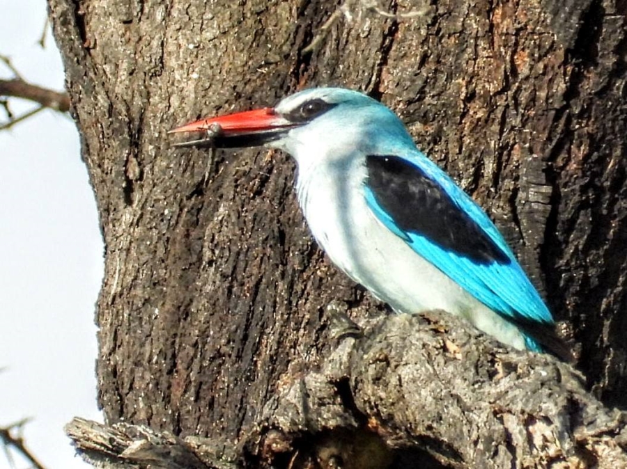 Commercial Property for Sale in Leeupoort Limpopo