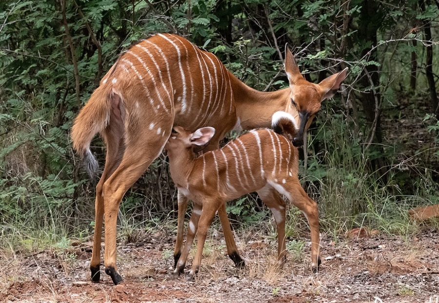 5 Bedroom Property for Sale in Rooiberg Limpopo