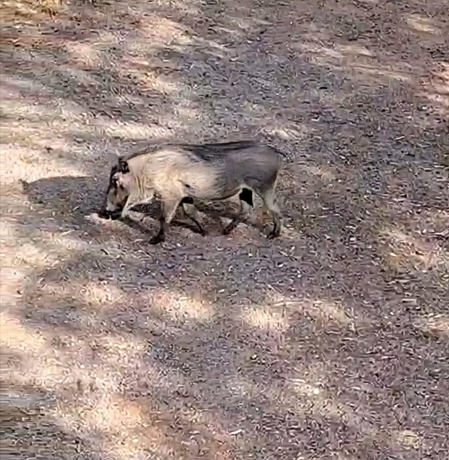 5 Bedroom Property for Sale in Leeupoort Limpopo