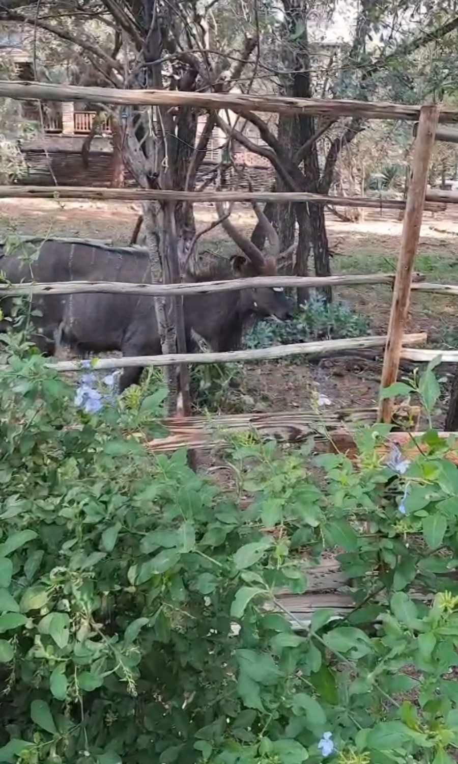 5 Bedroom Property for Sale in Leeupoort Limpopo