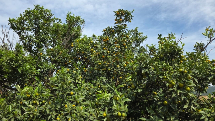 Commercial Property for Sale in Tzaneen Rural Limpopo