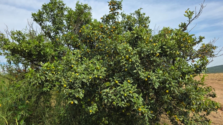 Commercial Property for Sale in Tzaneen Rural Limpopo