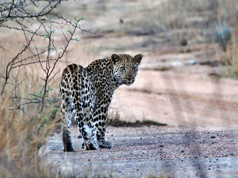 Commercial Property for Sale in Vaalwater Limpopo