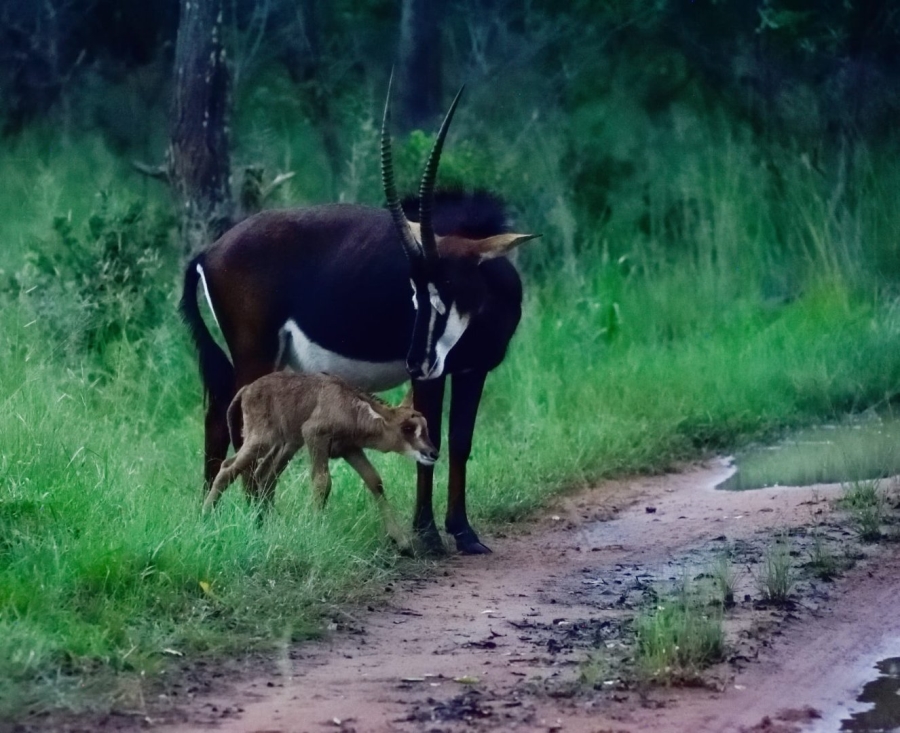 Commercial Property for Sale in Vaalwater Limpopo