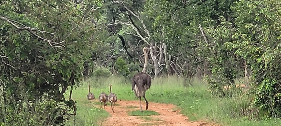 Commercial Property for Sale in Vaalwater Limpopo