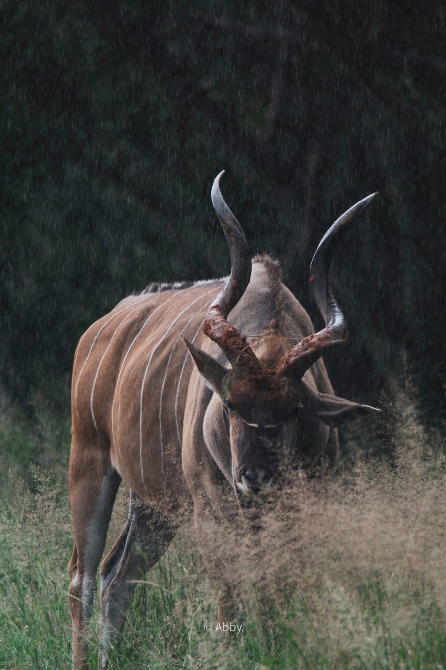 Commercial Property for Sale in Vaalwater Limpopo