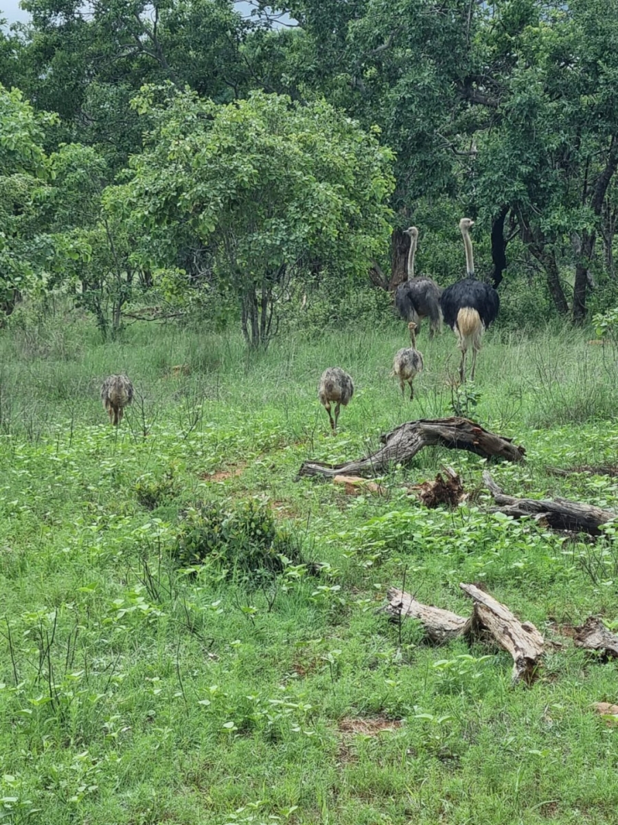 Commercial Property for Sale in Vaalwater Limpopo