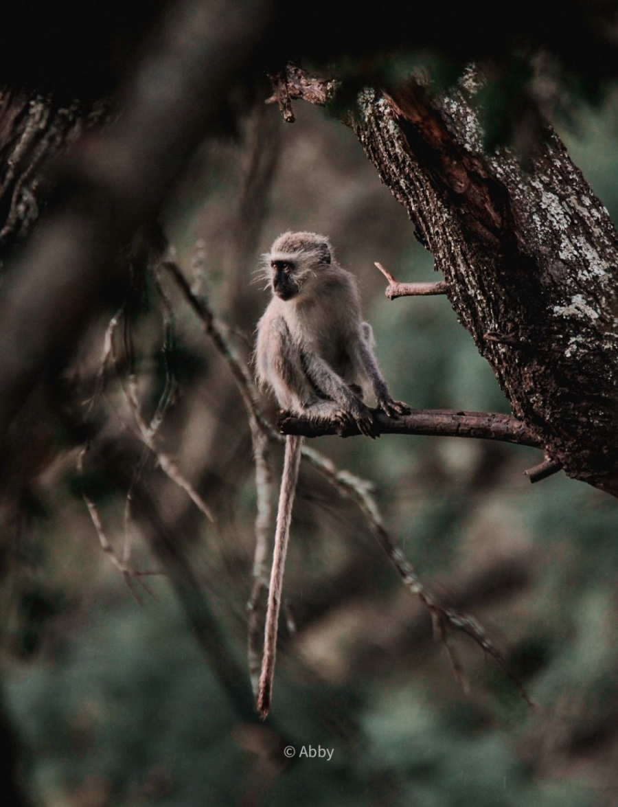 Commercial Property for Sale in Vaalwater Limpopo