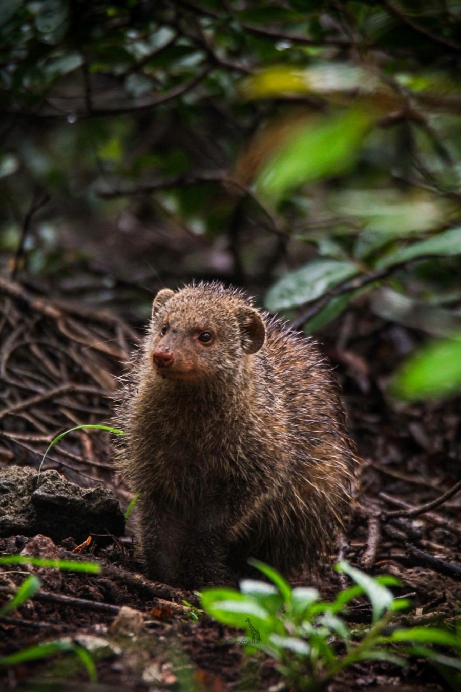 Commercial Property for Sale in Vaalwater Limpopo