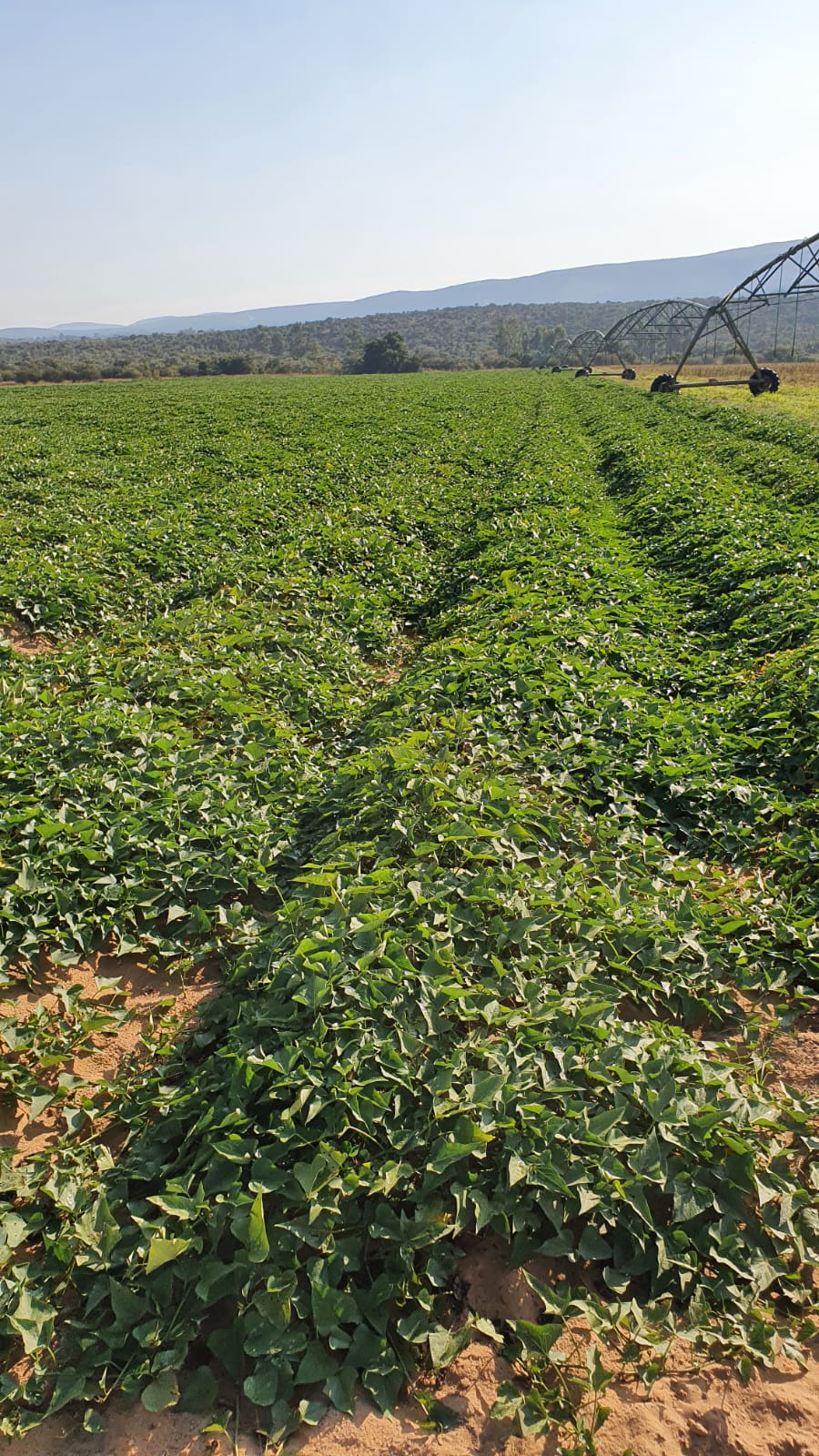 Commercial Property for Sale in Modimolle Limpopo