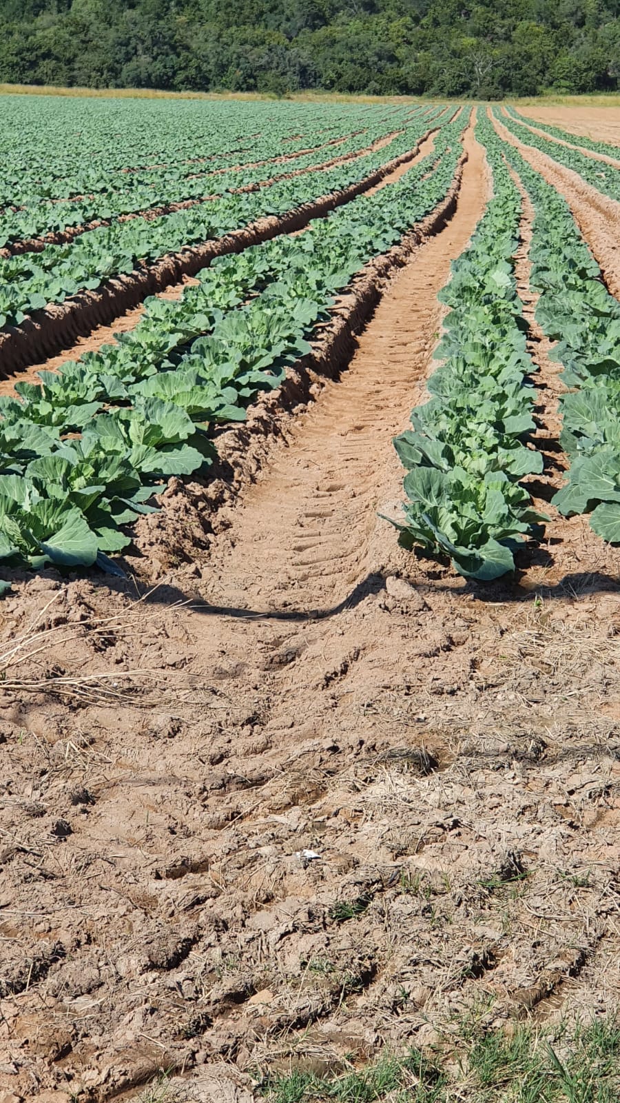 Commercial Property for Sale in Modimolle Limpopo