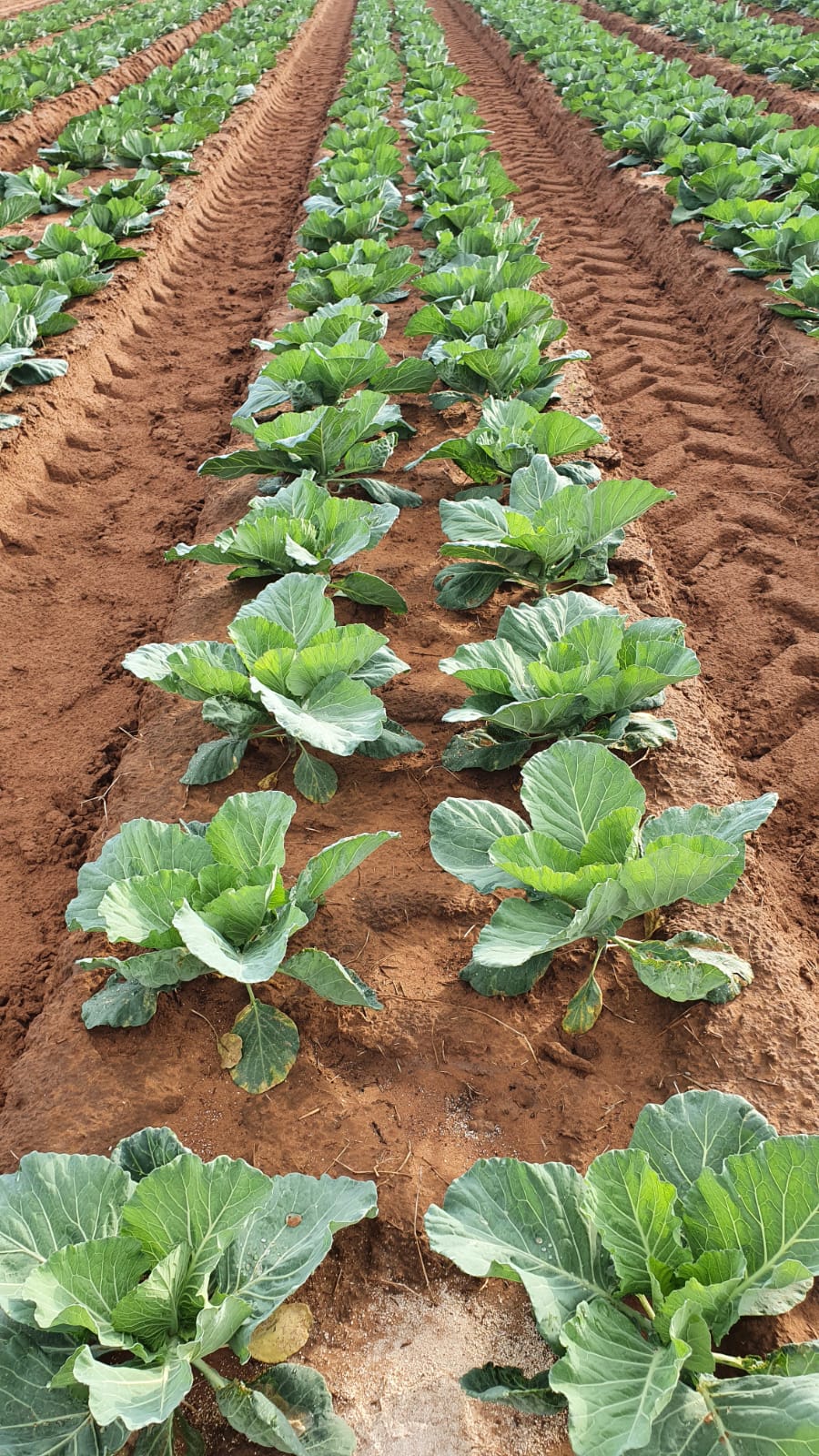 Commercial Property for Sale in Modimolle Limpopo