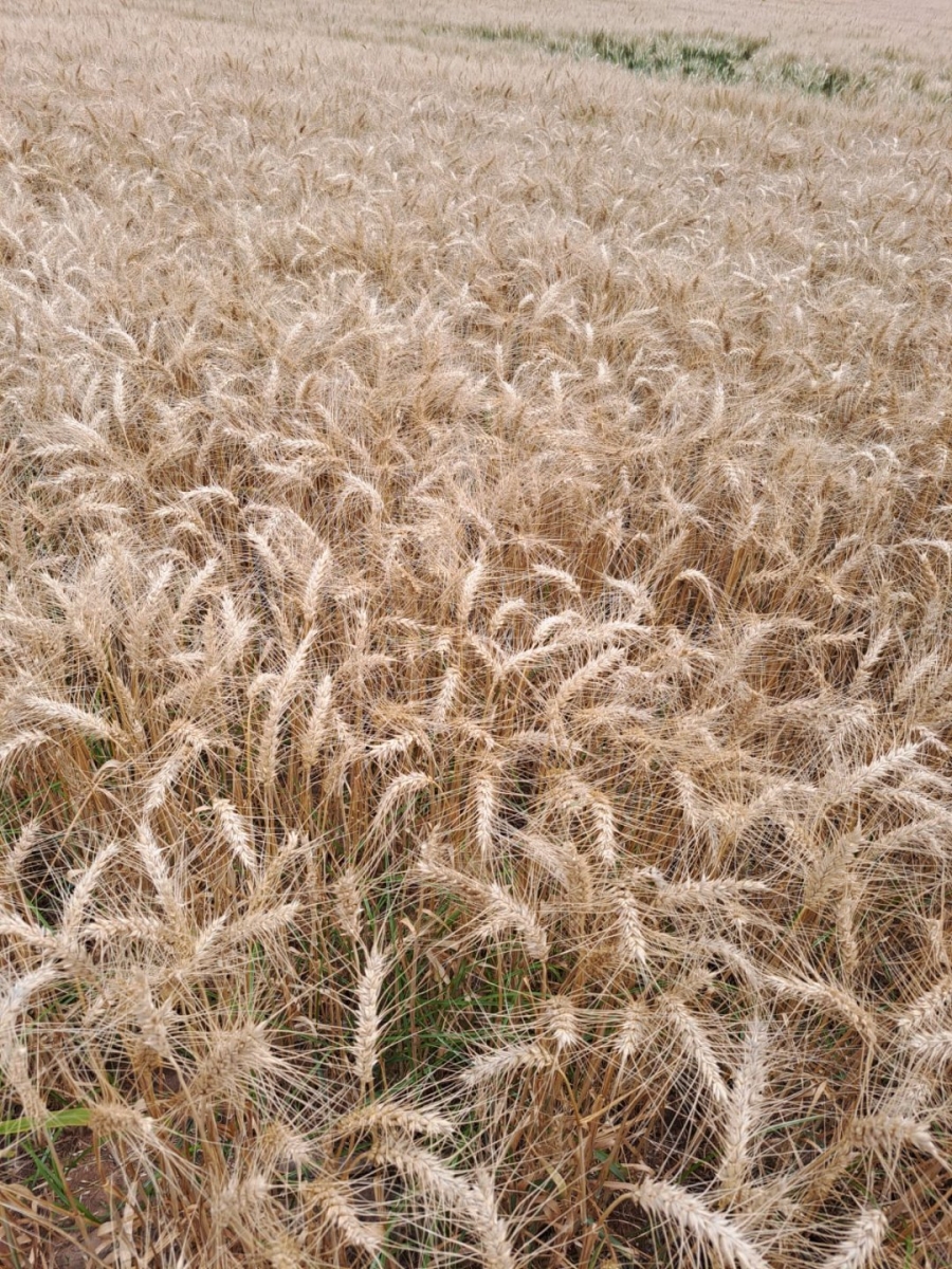 Commercial Property for Sale in Modimolle Limpopo