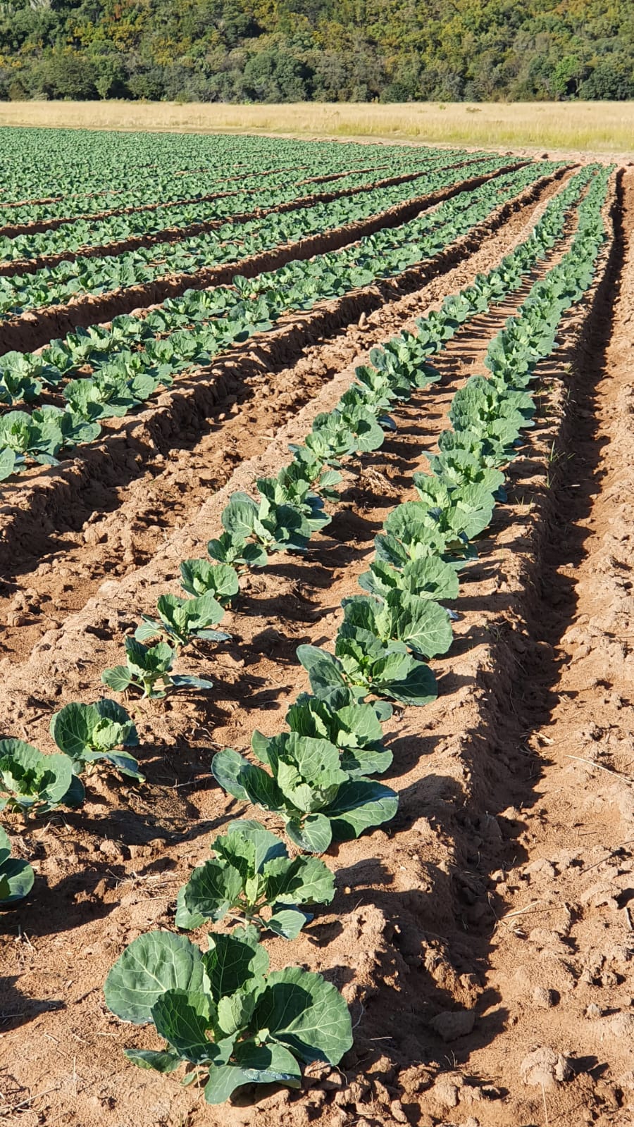 Commercial Property for Sale in Modimolle Limpopo