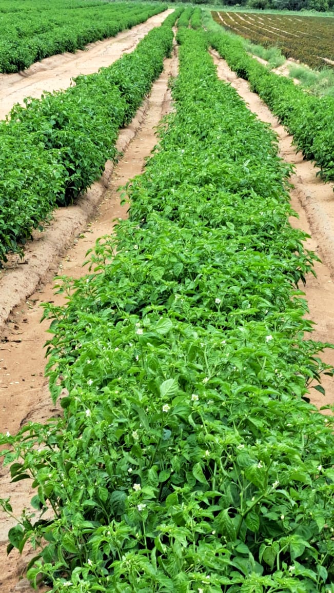 Commercial Property for Sale in Modimolle Limpopo