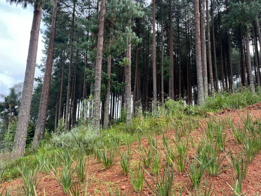 Commercial Property for Sale in Tzaneen Rural Limpopo