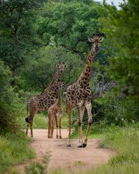 7 Bedroom Property for Sale in Hoedspruit Wildlife Estate Limpopo