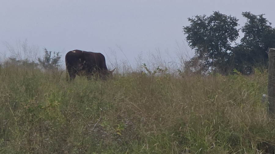 Commercial Property for Sale in Tzaneen Rural Limpopo