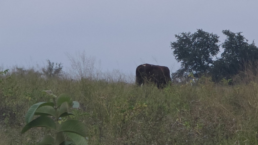 Commercial Property for Sale in Tzaneen Rural Limpopo