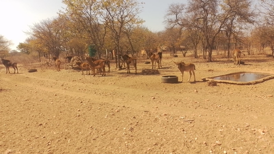 Commercial Property for Sale in Musina Limpopo