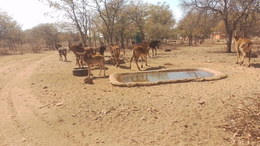 Commercial Property for Sale in Musina Limpopo