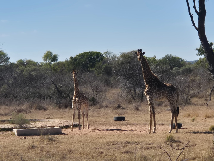 Commercial Property for Sale in Modimolle Rural Limpopo