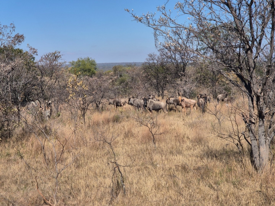 Commercial Property for Sale in Modimolle Rural Limpopo
