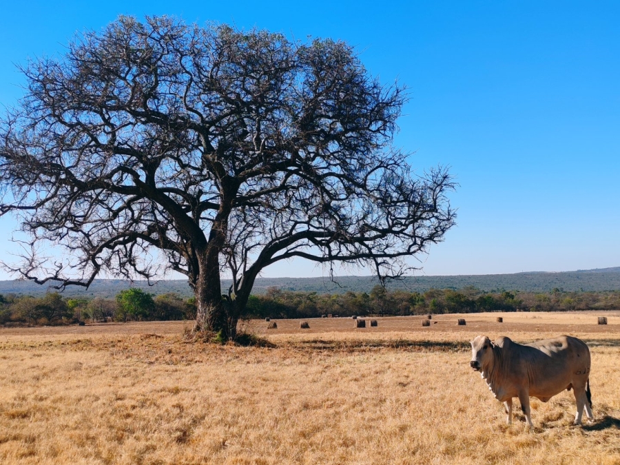 Commercial Property for Sale in Modimolle Limpopo