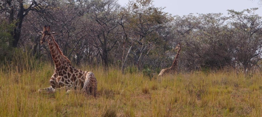  Bedroom Property for Sale in Bela Bela Limpopo