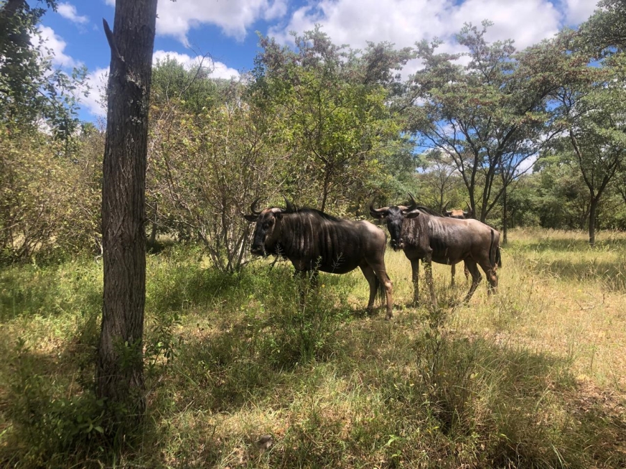 Commercial Property for Sale in Modimolle Rural Limpopo