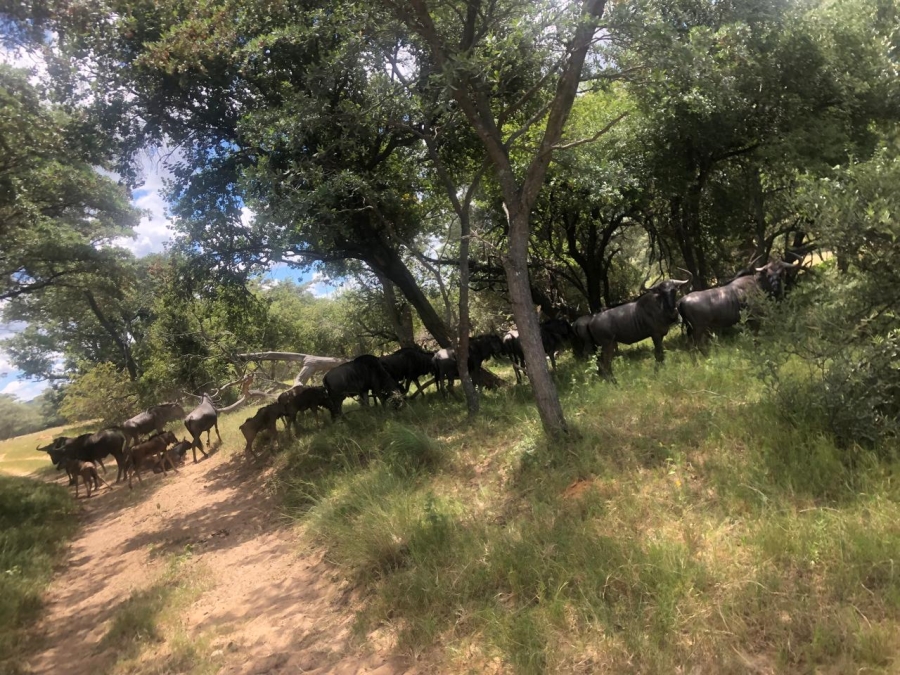 Commercial Property for Sale in Modimolle Rural Limpopo