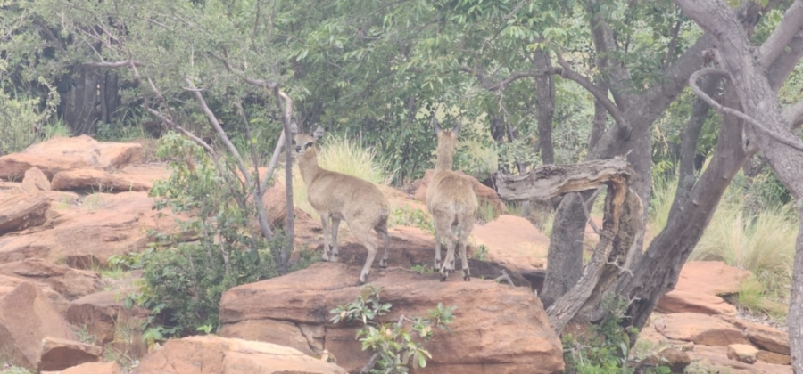 0 Bedroom Property for Sale in Lephalale Limpopo