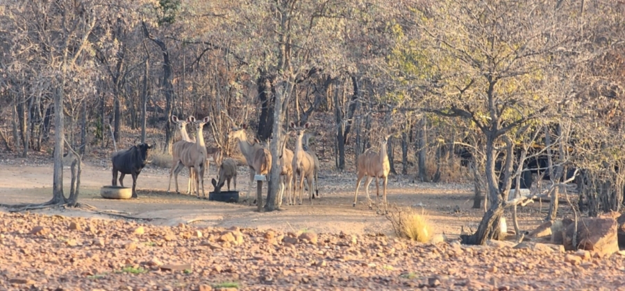 0 Bedroom Property for Sale in Lephalale Limpopo