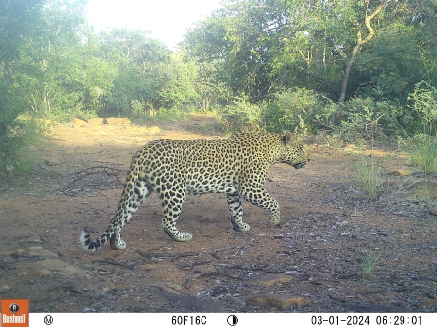 0 Bedroom Property for Sale in Lephalale Limpopo