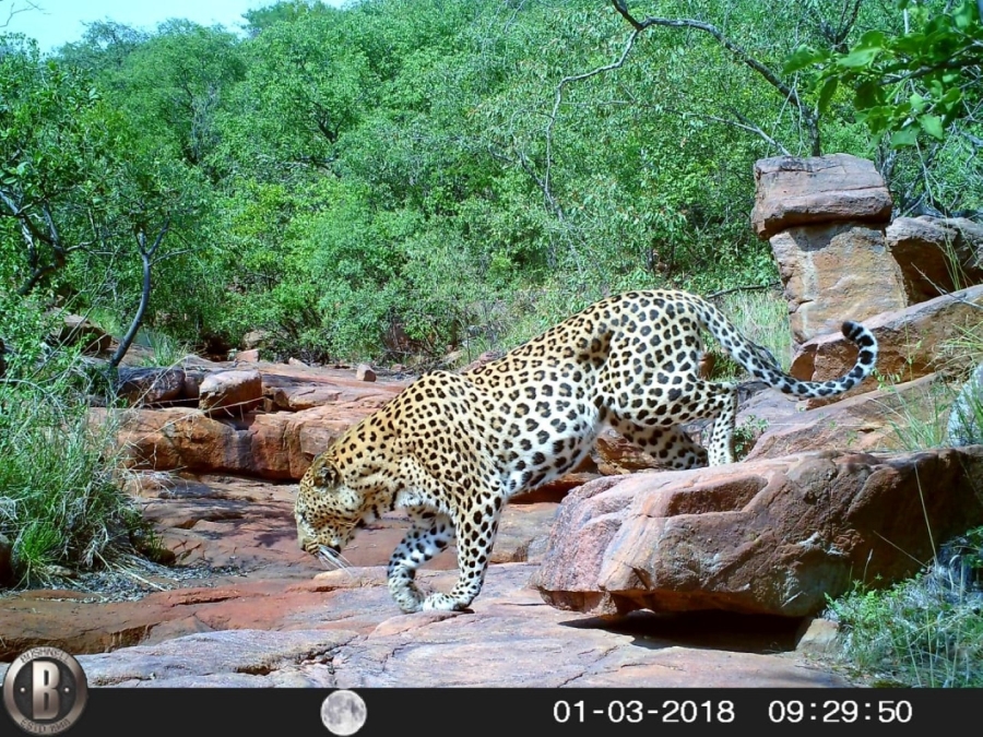 0 Bedroom Property for Sale in Lephalale Limpopo