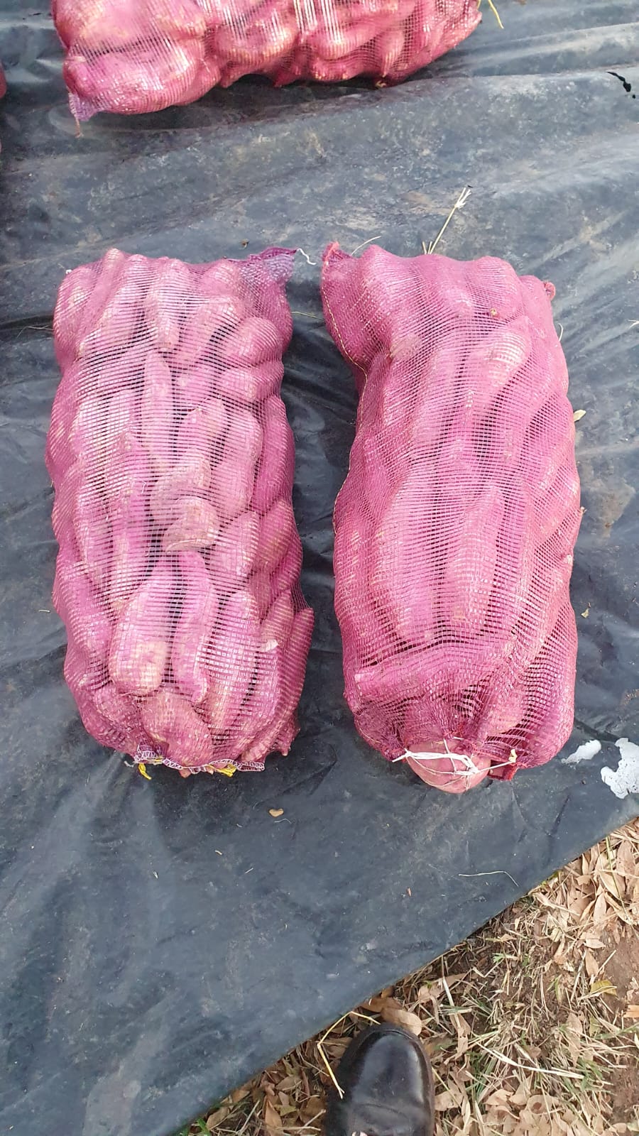 0 Bedroom Property for Sale in Alma Limpopo