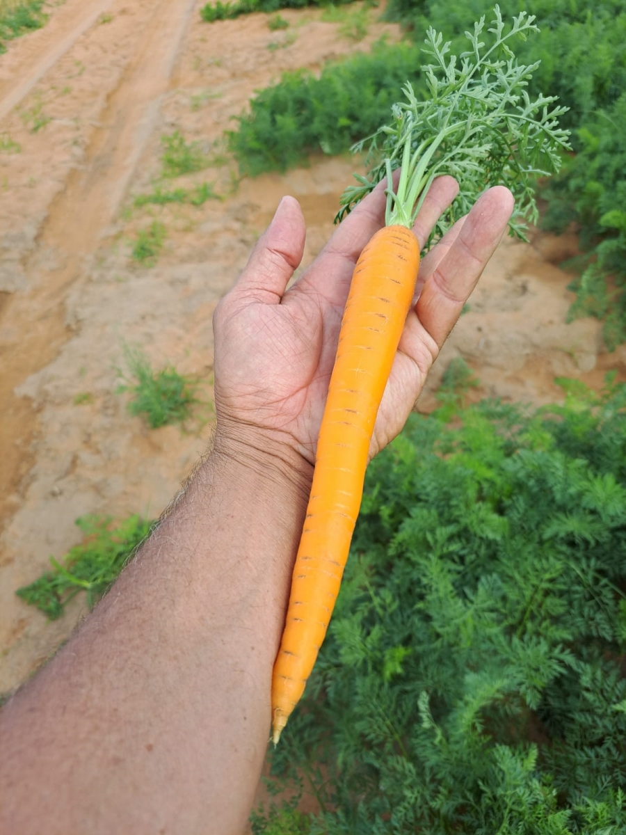 0 Bedroom Property for Sale in Alma Limpopo