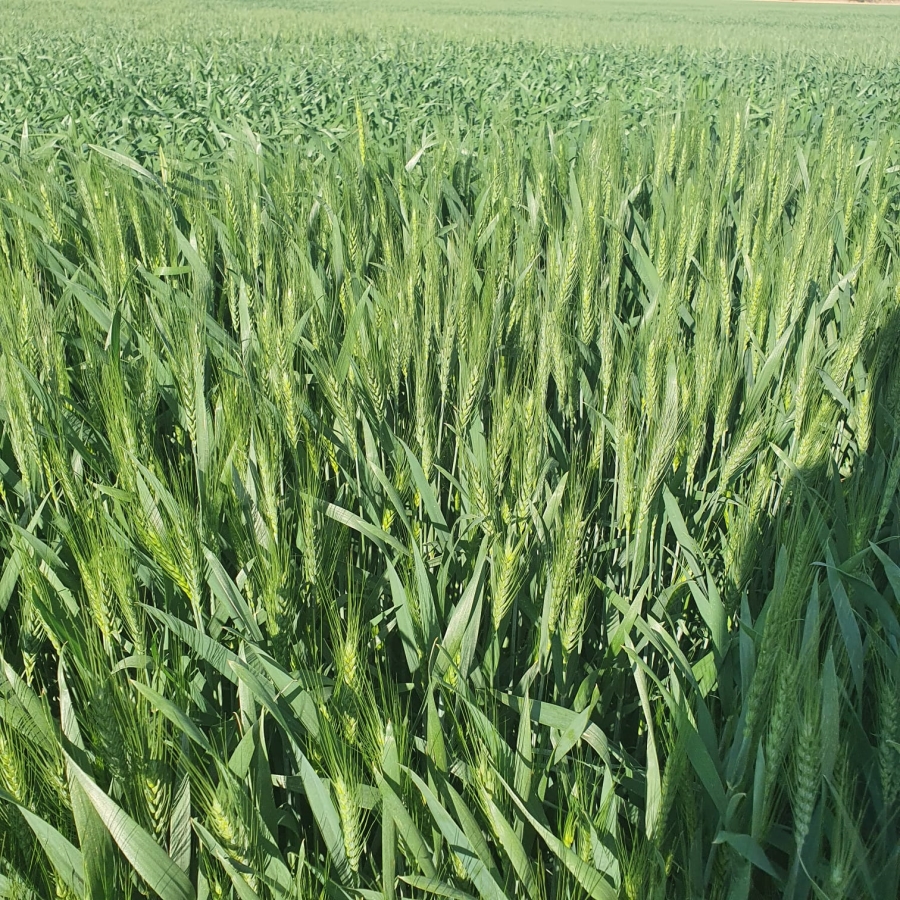 0 Bedroom Property for Sale in Alma Limpopo