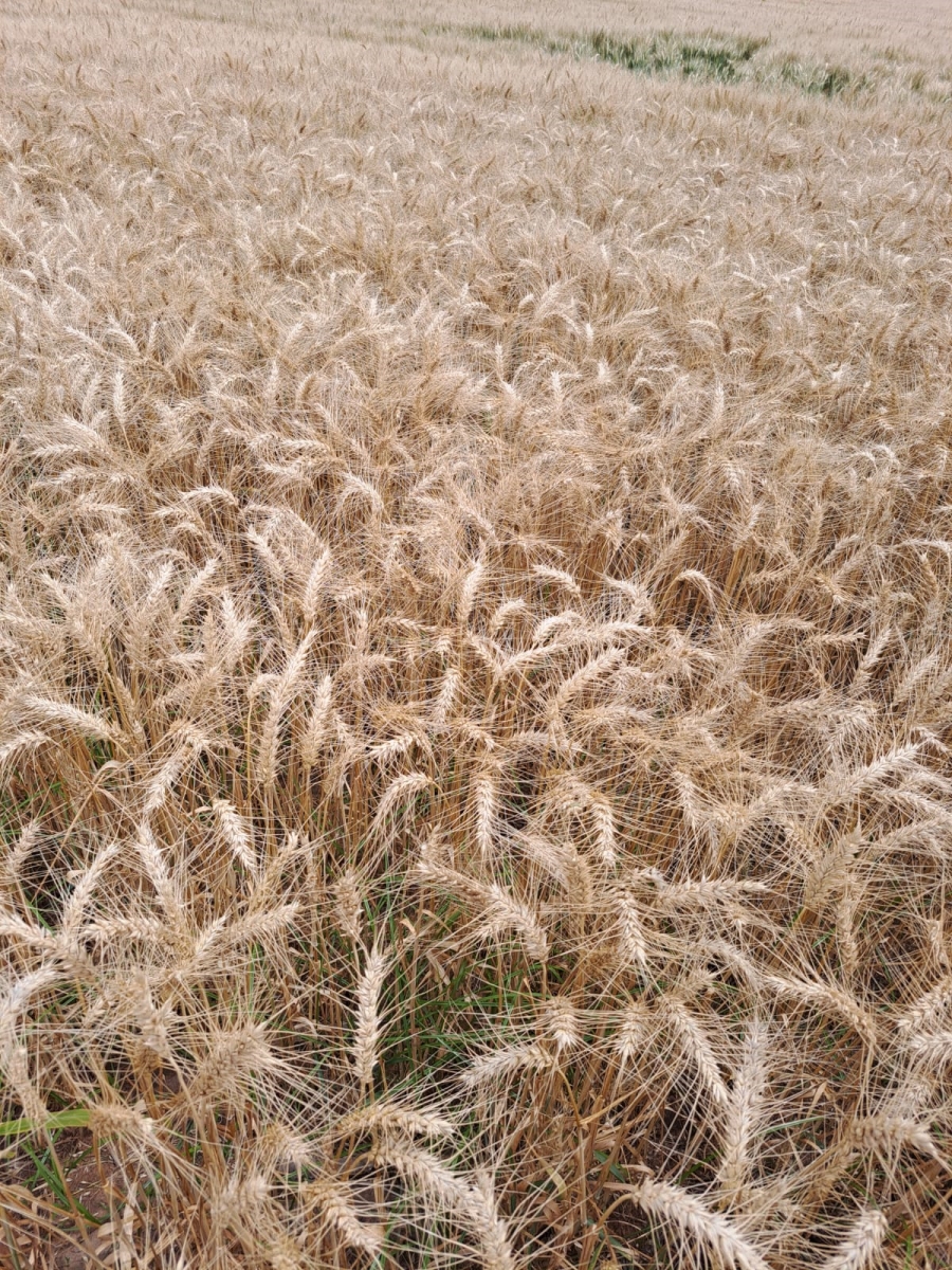 0 Bedroom Property for Sale in Alma Limpopo