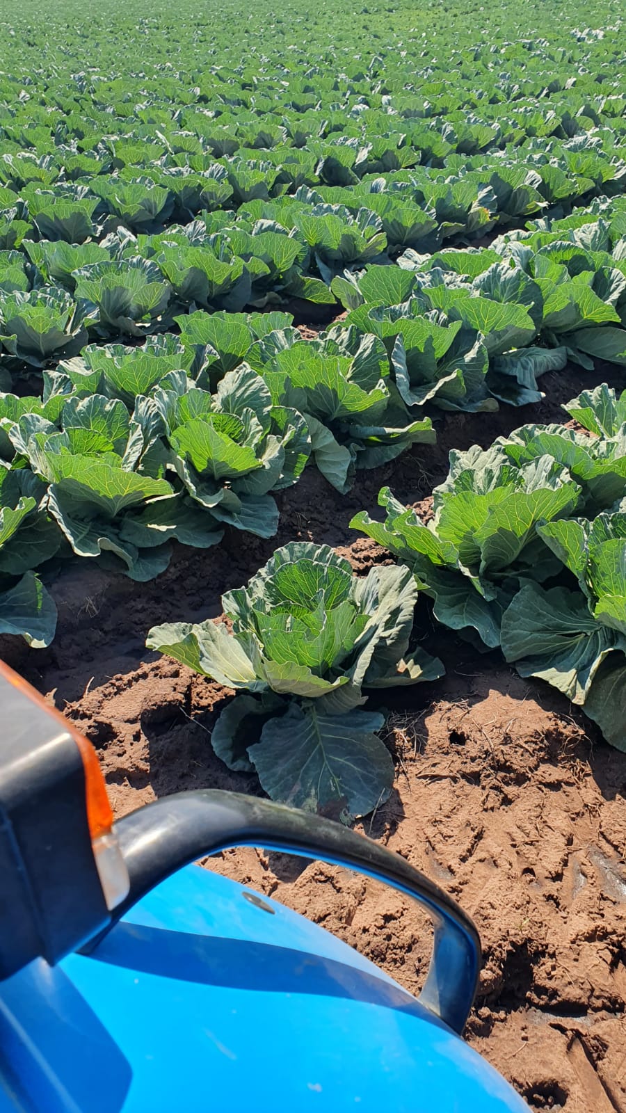 0 Bedroom Property for Sale in Alma Limpopo